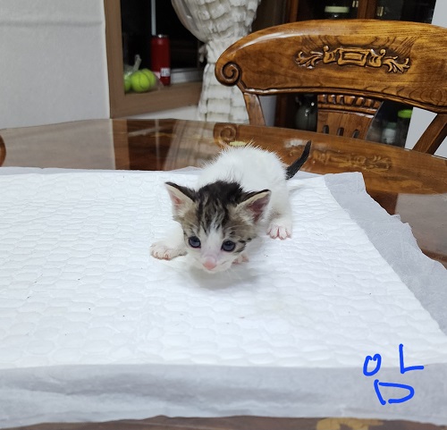옥천동물병원_443443202300347